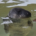 Seehundstation in Norddeich